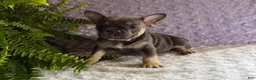French Bulldog dogs for sale: Penny - Ad 4