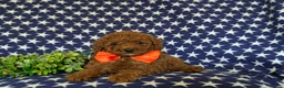 Miniature Poodle dogs for sale: Stanton - Ad 5