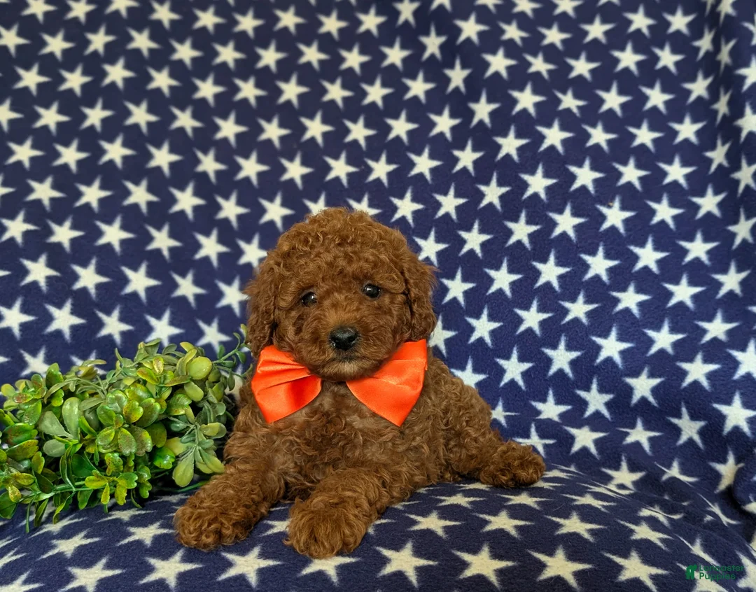 Miniature Poodle dogs for sale: Stanton - Ad 5