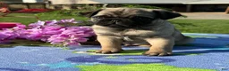 Pug dogs for sale: Peter - Ad 3
