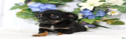 Chihuahua dogs for sale: Dotson - Ad 5