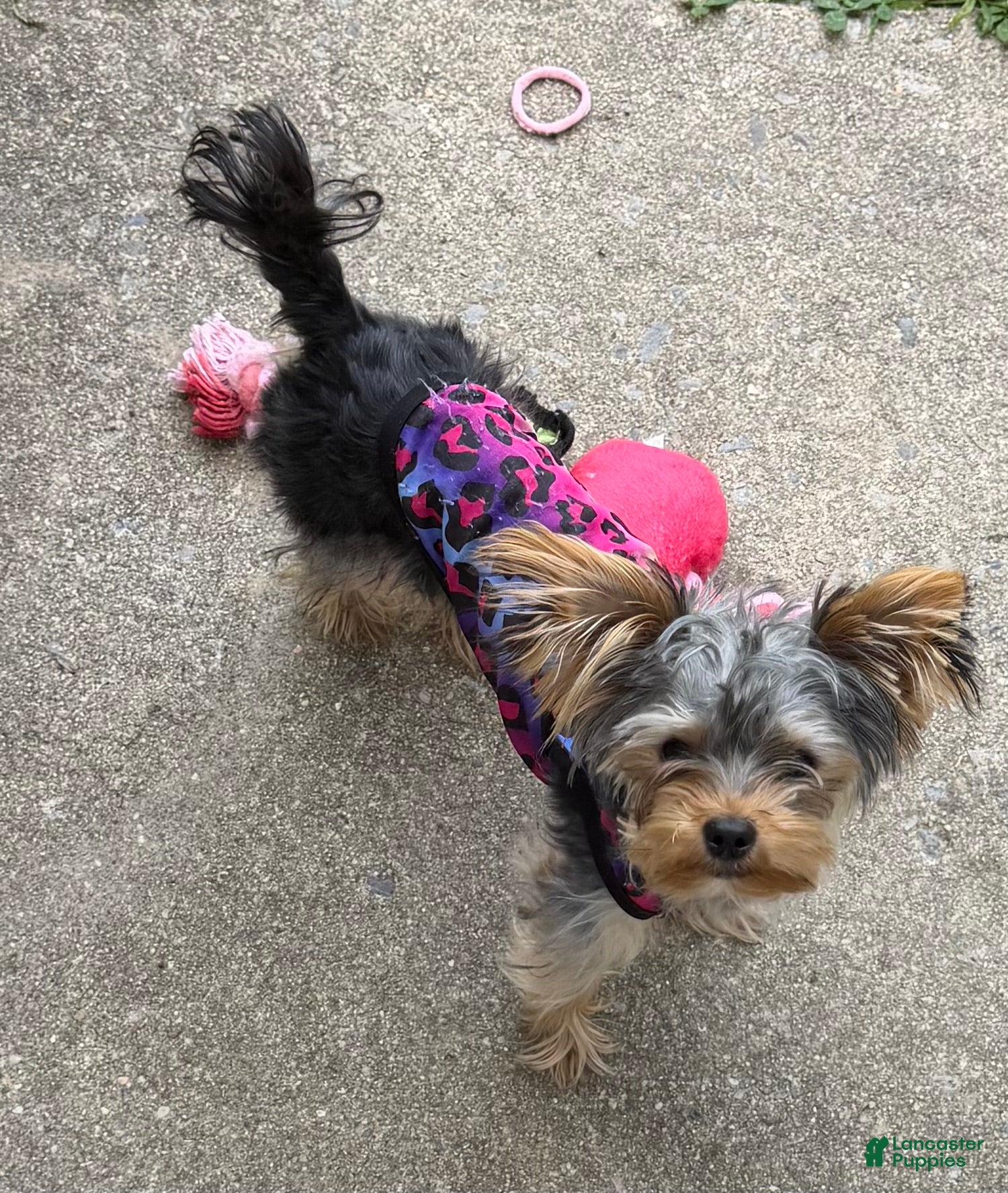 Yorkshire Terrier dogs Yorkie  - Ad 36