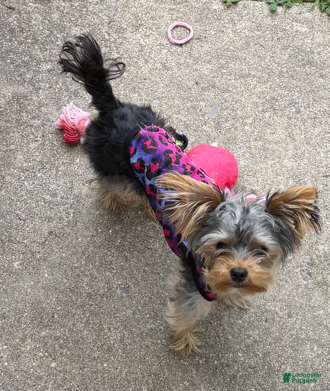 Yorkshire Terrier dogs for sale: Yorkie  - Ad 1