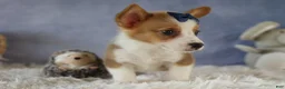 Welsh Corgi Pembroke dogs for sale: Zander 🐾 - Ad 15