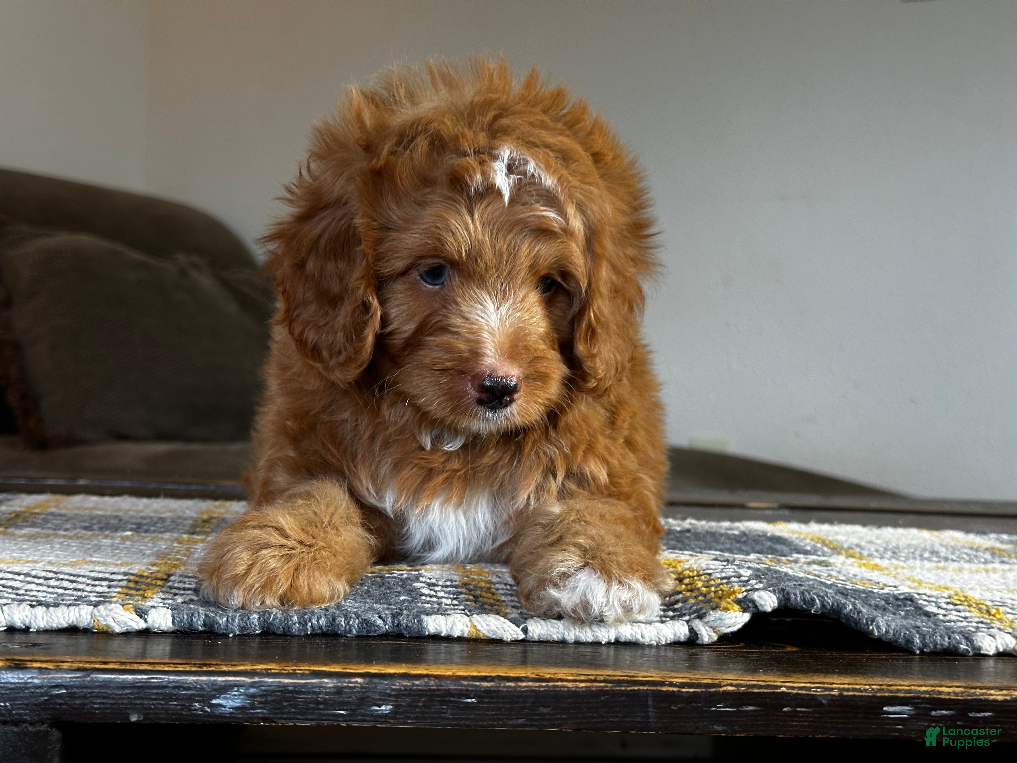 Mixed Breed dogs for sale: Red Micro Bernedoodle - Ad 1