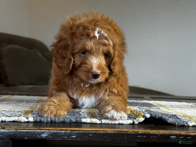 Mixed Breed dogs for sale: Red Micro Bernedoodle - Ad 1
