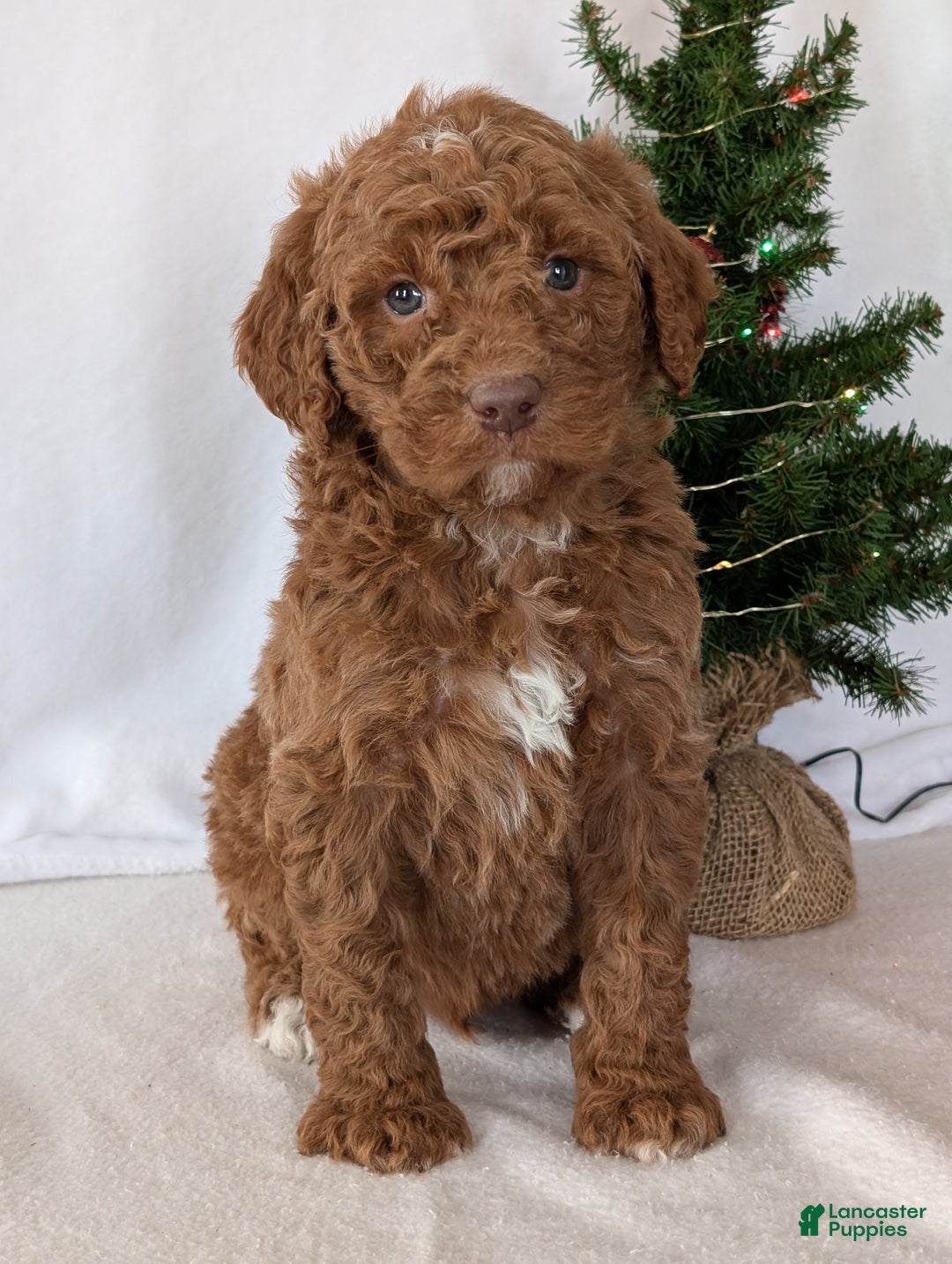 Goldendoodle dogs for sale: Porter  - Ad 14