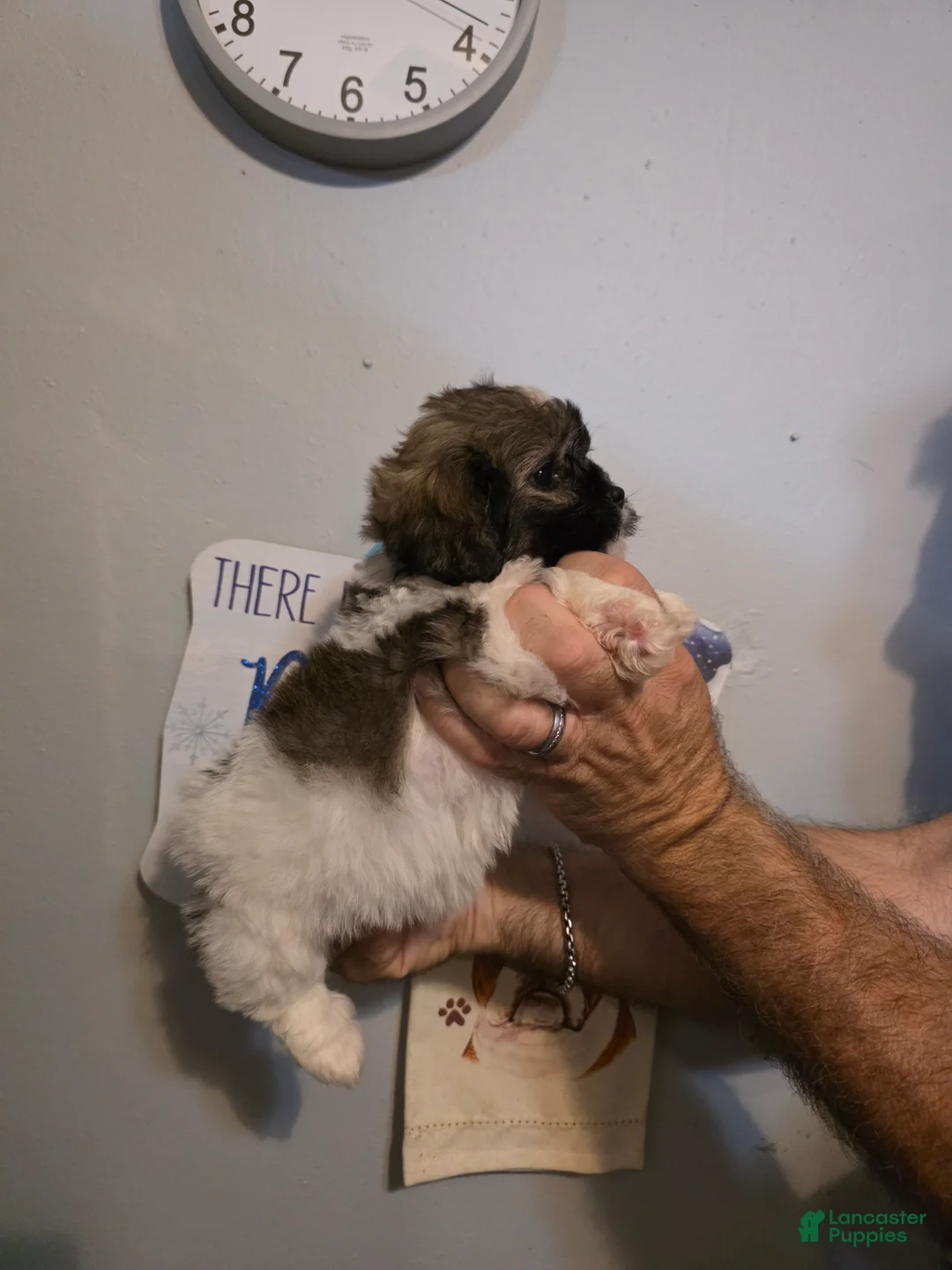 Shihpoo dogs for sale: Charlie - Ad 3