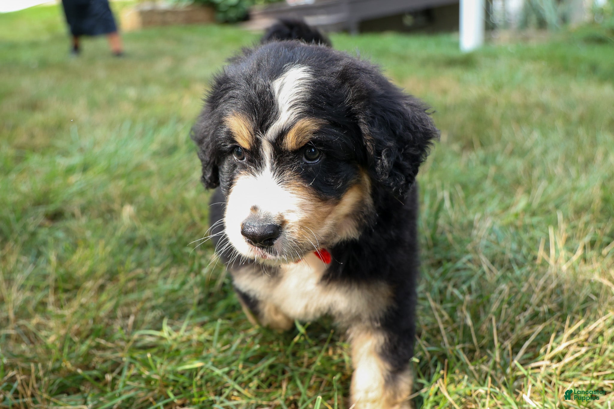 Bernedoodle dogs  Dylan 🐾 - Ad 2