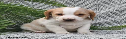 Mixed Breed dogs for sale: Parker  - Ad 4