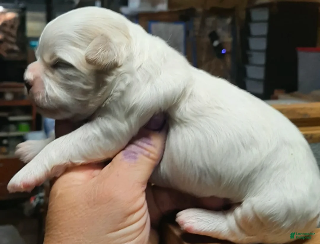 Shihpoo dogs for sale: White F2 - Ad 2