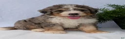 Mini Bernedoodle dogs for sale: Mini Baker  - Ad 5