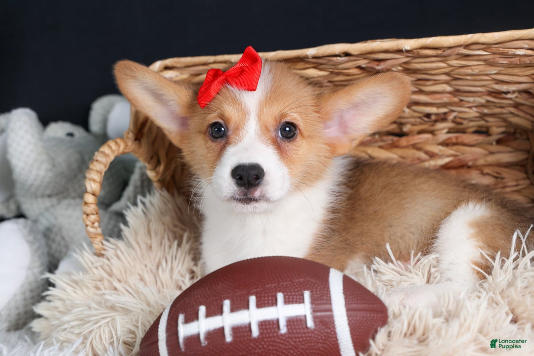 Welsh Corgi Pembroke dogs for sale: Irwin - Ad 7