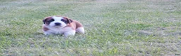 Saint Bernard dogs for sale: Sparky - Ad 2
