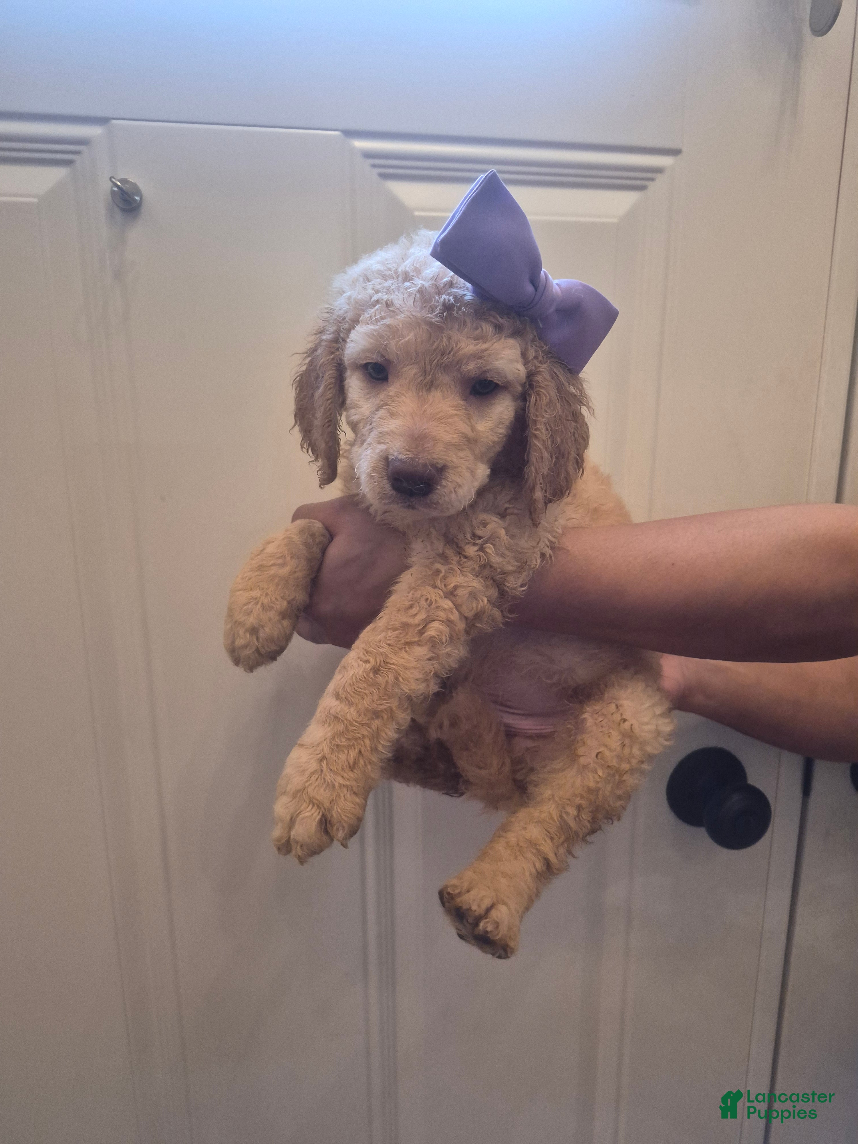 Goldendoodle dogs  Puppy 5 - Ad 1