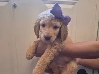Goldendoodle dogs for sale: Puppy 5 - Ad 4