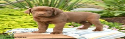 Labrador Retriever dogs for sale: Liam - Ad 3