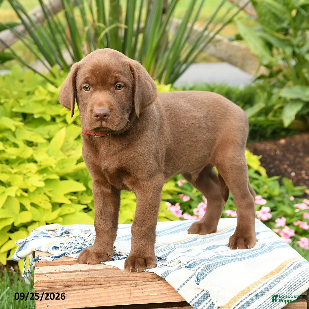 Labrador Retriever dogs for sale: Liam - Ad 3