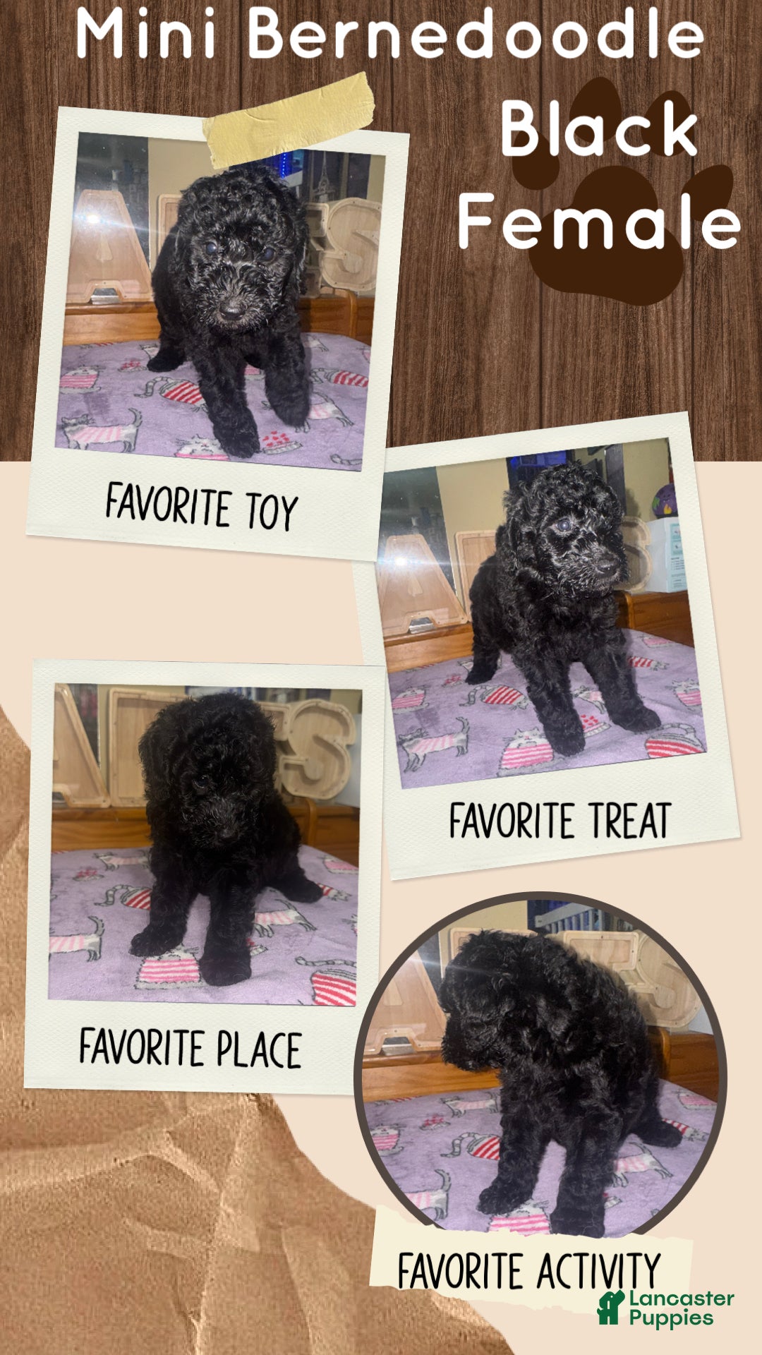 Mini Bernedoodle dogs for sale: Mini Bernedoodle 6 - Ad 2