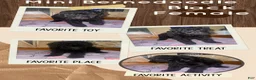 Mini Bernedoodle dogs for sale: Mini Bernedoodle 6 - Ad 1