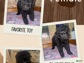 Mini Bernedoodle dogs Mini Bernedoodle 6 - Ad 15