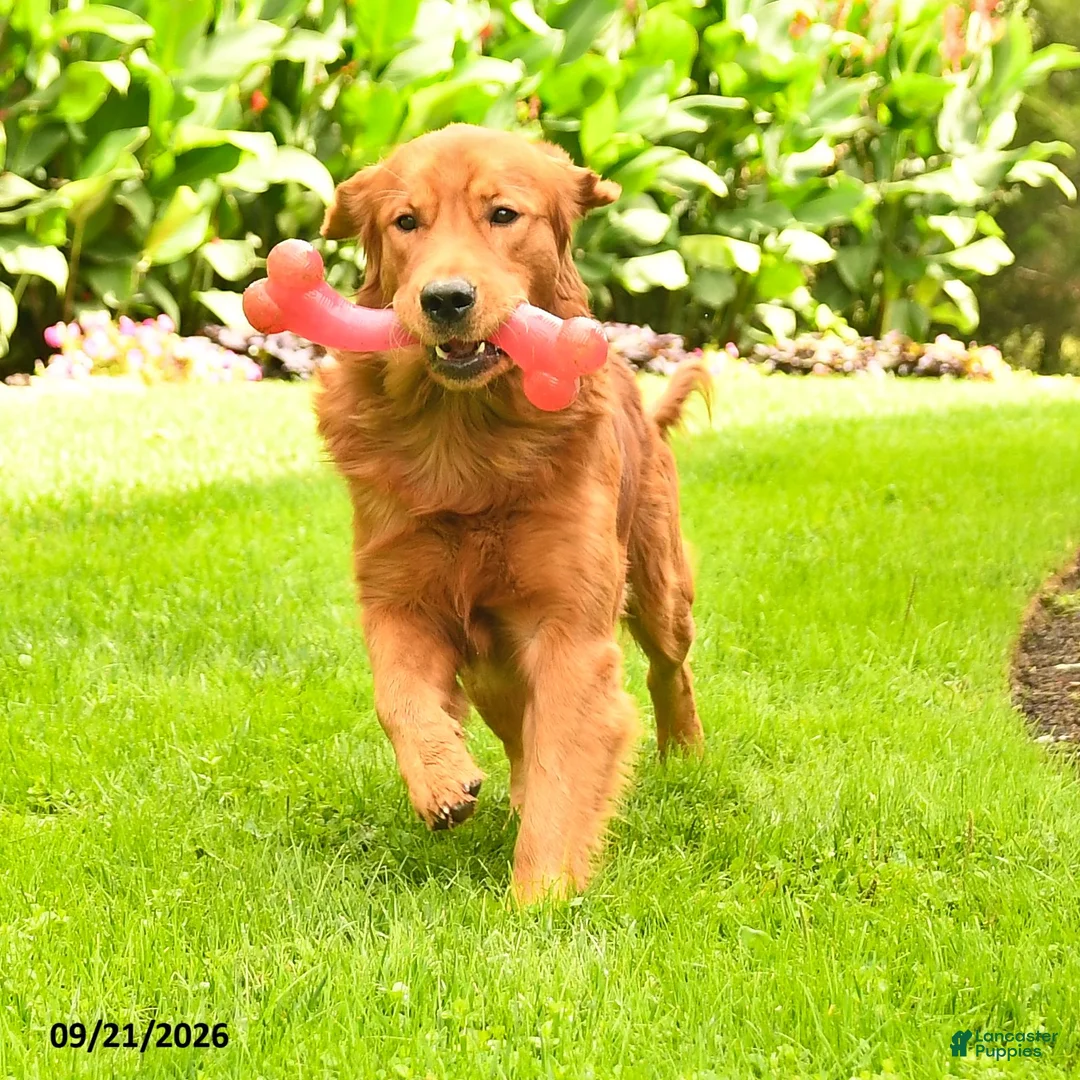 Golden Retriever dogs for sale: Dolly - Ad 7