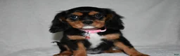 Cavalier King Charles Spaniel dogs for sale: Tessa - Ad 3
