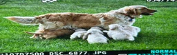 Golden Retriever dogs for sale: Rugar, Golden Retriever 5 - Ad 5
