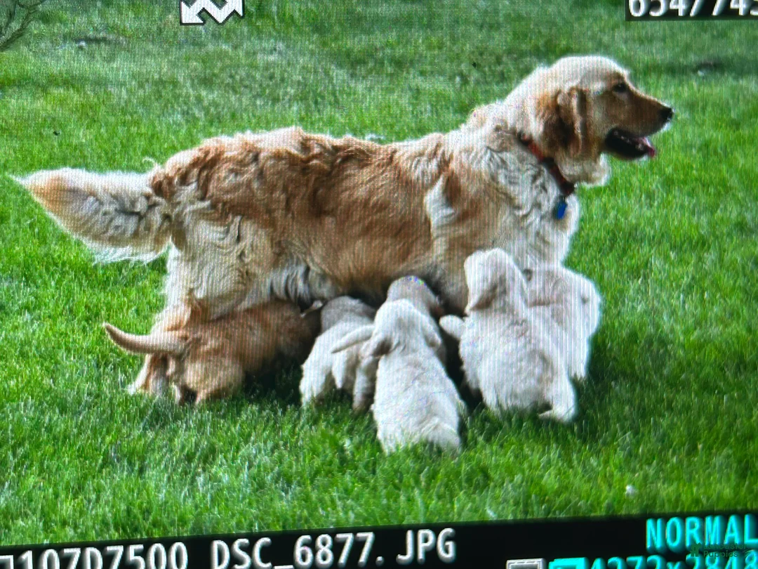Golden Retriever dogs for sale: Rugar, Golden Retriever 5 - Ad 5