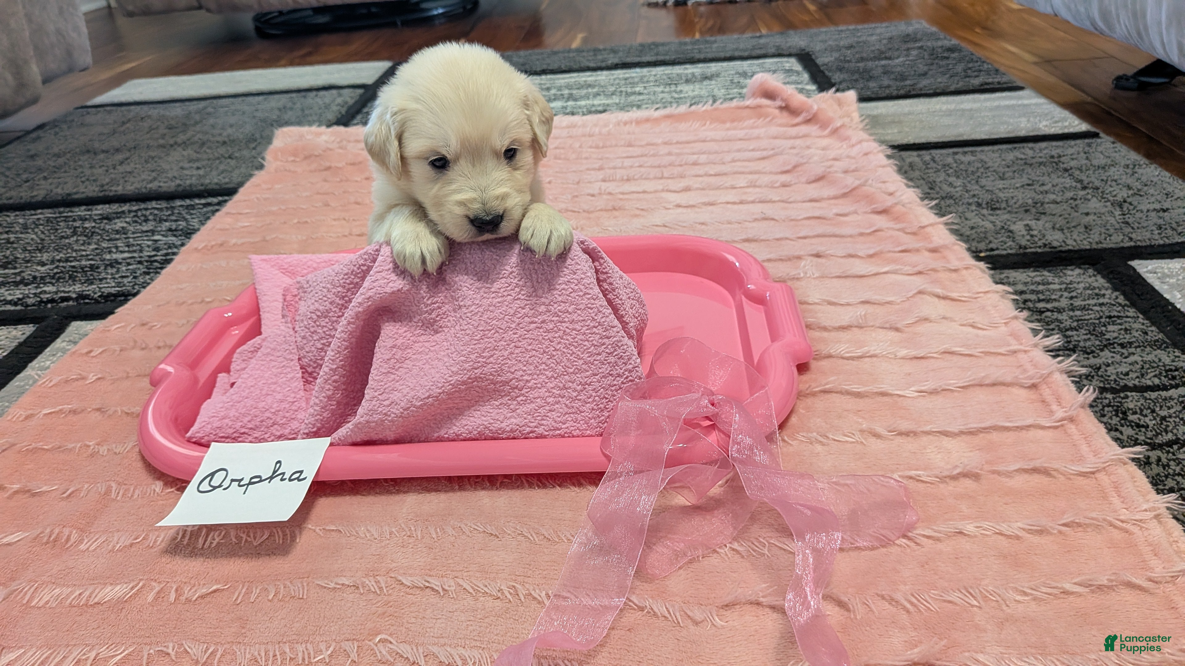 Golden Retriever dogs Orpha, AKC - Ad 2