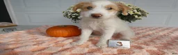 Mixed Breed dogs for sale: Mixed Breed 3 Macy - Ad 2