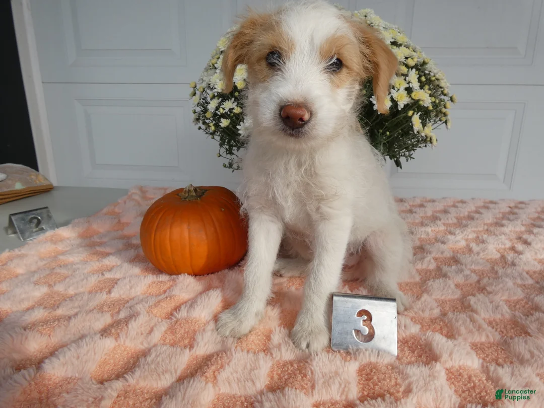 Mixed Breed dogs for sale: Mixed Breed 3 Macy - Ad 2