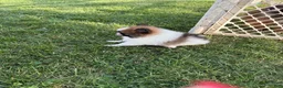Pomeranian dogs for sale: Beethoven  - Ad 3