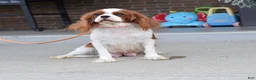 Cavapoo dogs for sale: Diego - Ad 8