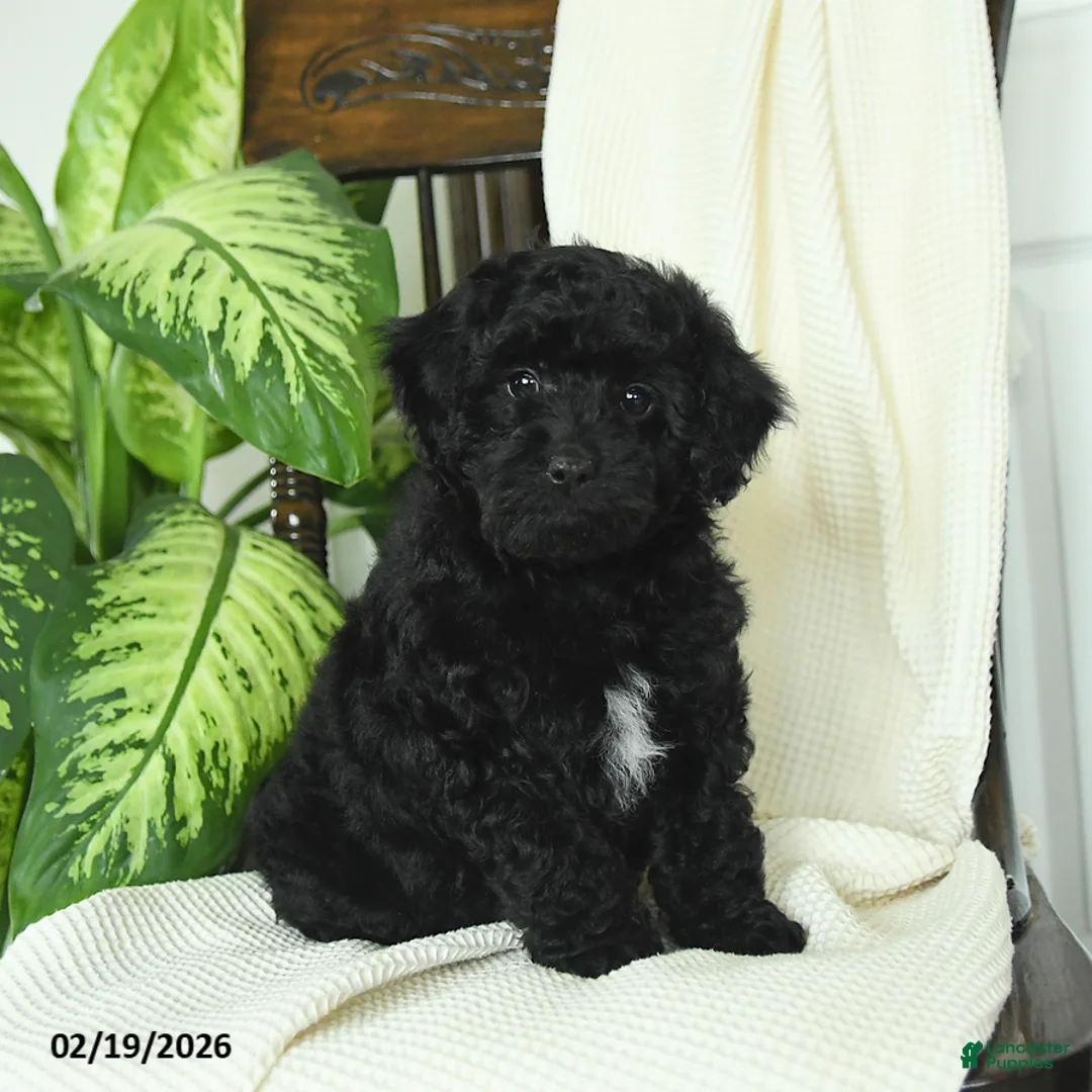 Miniature Poodle dogs for sale: Skipper - Ad 2