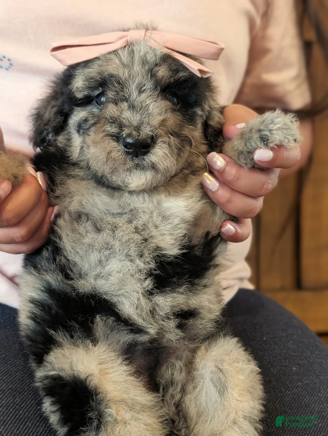 Mixed Breed dogs for sale: Tulip - Ad 2