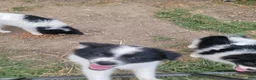 Pomeranian dogs for sale: Oreo - Ad 27