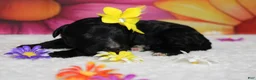 Bernedoodle dogs for sale: Raveena  - Ad 5