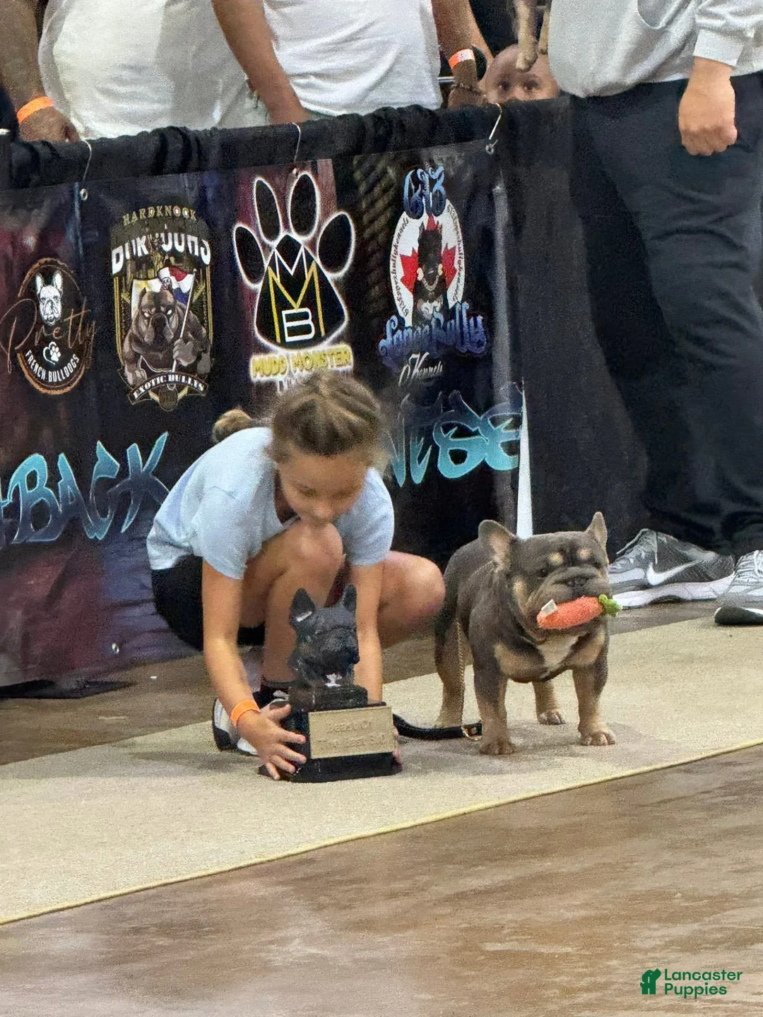 French Bulldog dogs for stud: Mr. Steal Yo Girl “Tinder” Blue  - Ad 9