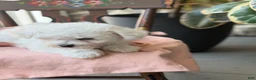 Bichon Frise dogs for sale: Jemima - Ad 4