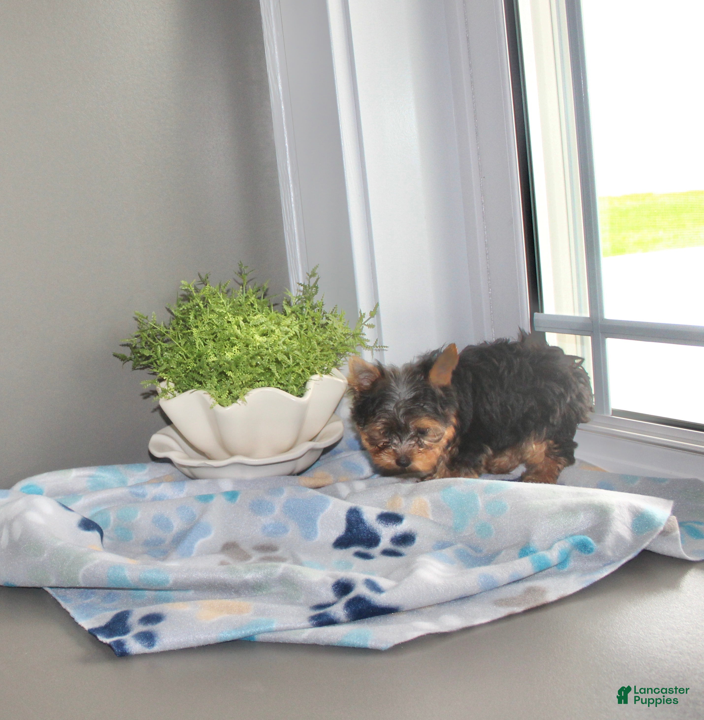 Yorkshire Terrier dogs for sale: Tiny - Ad 1