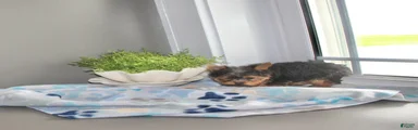 Tiny