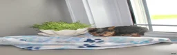 Yorkshire Terrier dogs for sale: Tiny - Ad 1