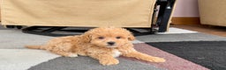 Maltipoo dogs for sale: Maltipoo female 1 - Ad 4