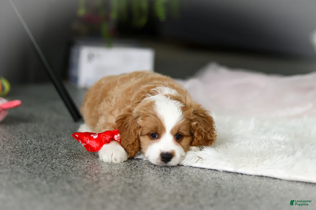 Cavapoo dogs for sale: Maverick - Ad 9