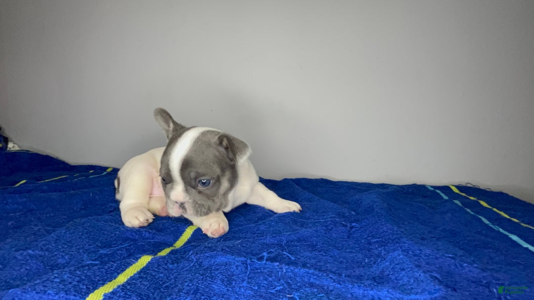 French Bulldog dogs for sale: French Bulldog Puppy 1 - Ad 6