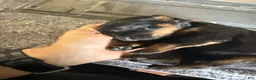 Rottweiler dogs for sale: Rottweiler Puppy 1 - Ad 2