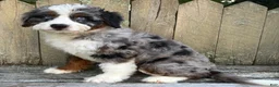 Mini Bernedoodle dogs for sale: 🧡IN BOSTON MASSACHUSETTS AREA🧡DOUBLE BLUE EYES🧡MINI BERNEDOODLE BOY🧡 - Ad 9