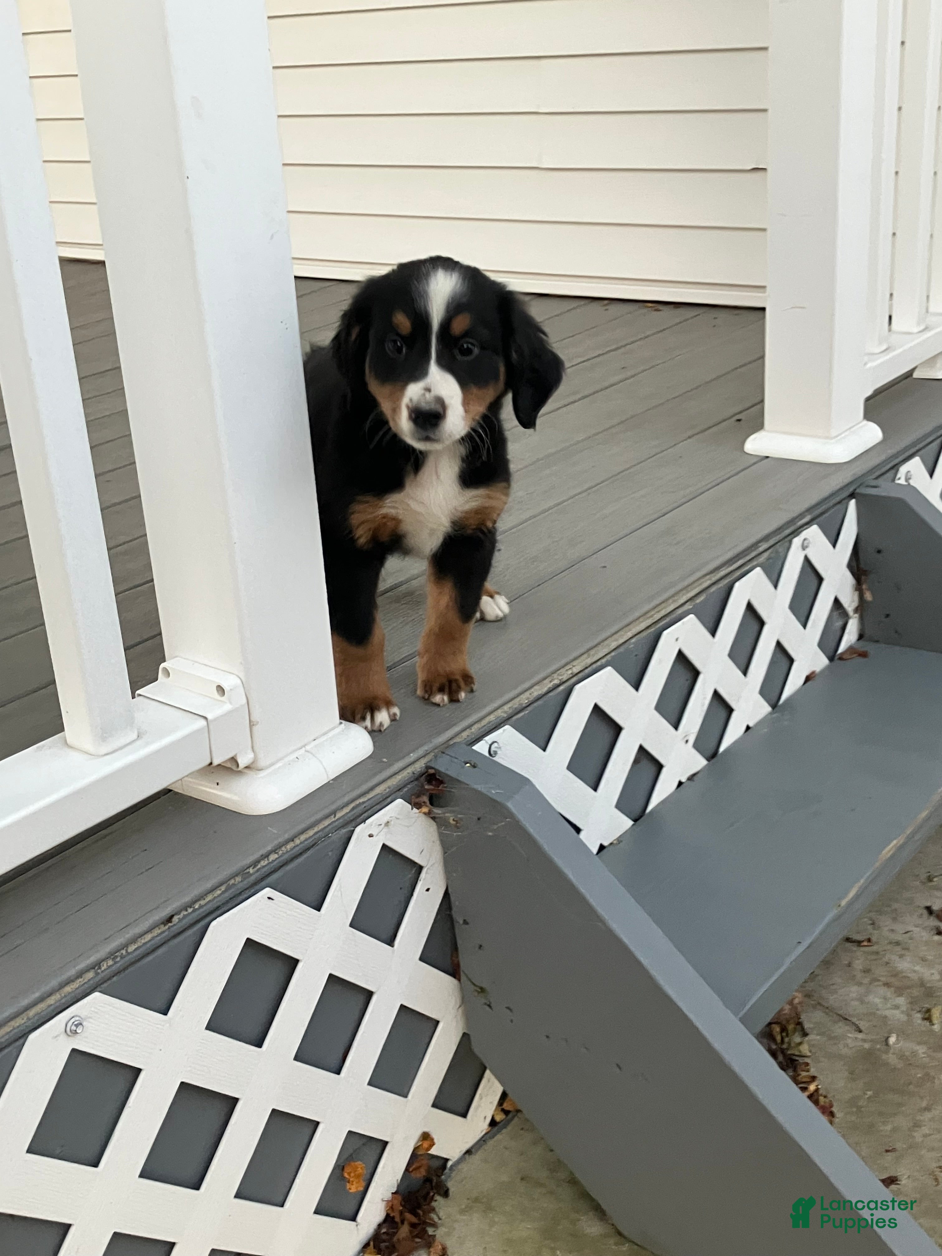 Bernese Mountain Dog (Bernese, Female) in Decatur, IN