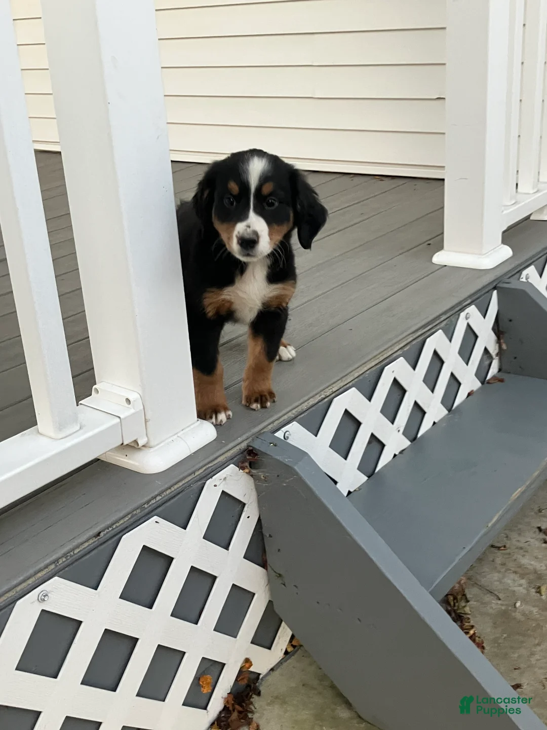 Bernese Mountain Dog dogs for sale: Akc Lory - Ad 1